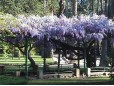 Wisteria sinensis (Glicină)
